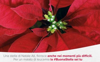 Da oggi puoi prenotare le Stelle di Natale e dei Sogni di Cioccolato